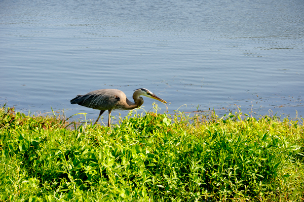 bird